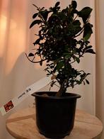 Azalea Satsuki Bonsai ‘Benibeni - Hoogte (boom): 22 cm -