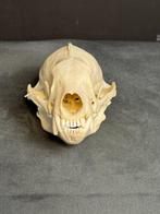 honingdas Schedel - Mellivora capensis - 7 cm - 9 cm - 13, Verzamelen, Dierenverzamelingen, Nieuw