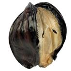 Oester/Schelp/mossel masker, Hobby en Vrije tijd, Verzenden, Nieuw