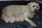 Onwijs Mooie Gele Labrador pups met Stamboom en NLV-Keurmerk, Dieren en Toebehoren, CDV (hondenziekte), Meerdere, Teef, 8 tot 15 weken