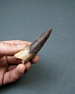 Spinosaurus - Fossiele tand - Spinosaurus aegyptiacus