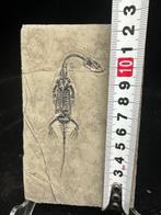 Fossiele matrix - Keichousaurus sp. - 13 cm - 8 cm (Zonder, Verzamelen, Mineralen en Fossielen