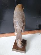 Dennenkikvors Taxidermie volledige montage - Pinacola, Verzamelen, Nieuw