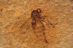 TOPKWALITEIT Geconserveerde Jurassic Sandfly - Fossiele, Verzamelen