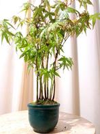 Acer yamamomiji forrest - Hoogte (boom): 25 cm - Diepte, Antiek en Kunst