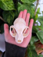 Kat Schedel - Felis catus - 10 cm - 10 cm - 10 cm - (1), Antiek en Kunst