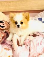 Zeer klein speels mini pomeranian pomeriaan teefje, Dieren en Toebehoren, Parvo, Keeshond, 8 tot 15 weken, Teef
