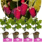 Rubus fruticosus Loganberry + pot 9cm 4 pcs, Verzenden, Volle zon