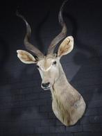 Greater Kudu Shoulder-mount - Schedel - Tragelaphus, Nieuw