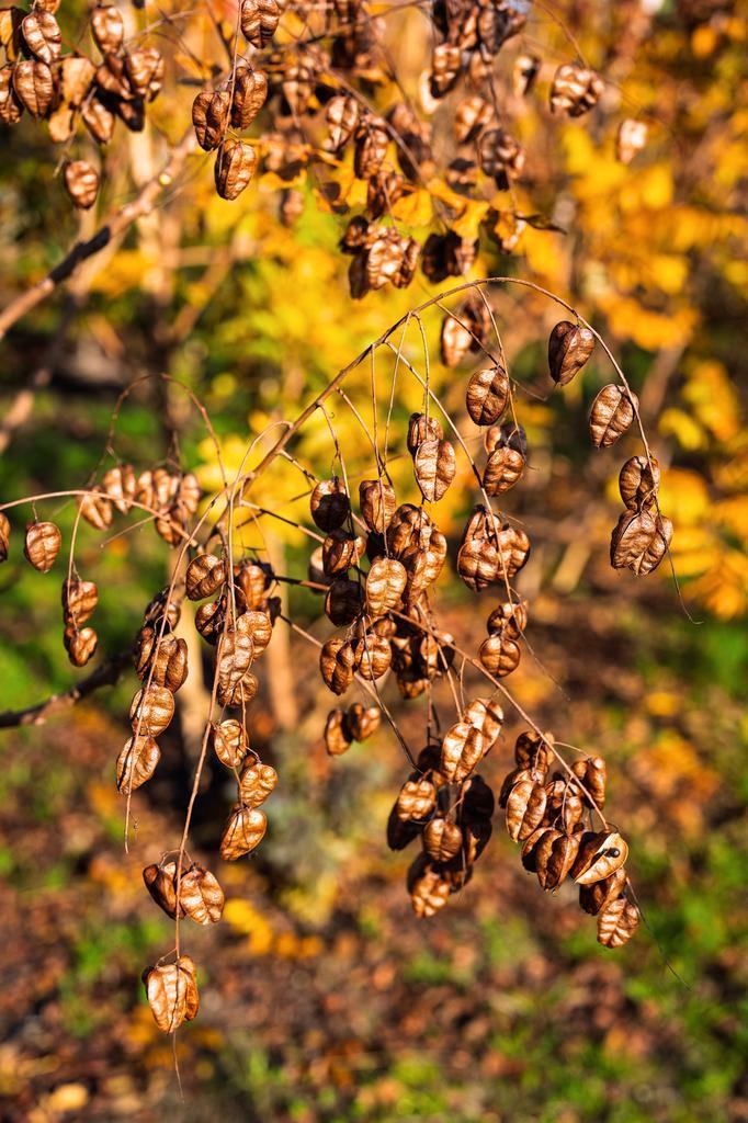 Blaasjesboom - De Koelreuteria Paniculata,, Tuin en Terras, Planten | Bomen, Overige soorten, Volle zon, 400 cm of meer, Zomer