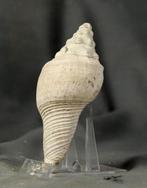 Een grote fossiele schelp - Gefossiliseerd dier - Fusus