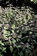 Purperkleurige salie Salvia officinalis Purpurascens 5-10