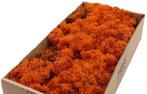 Rendiermos IJslandsmos Finlandsmos Oranje 500 gram, Hobby en Vrije tijd, Ophalen of Verzenden, Nieuw
