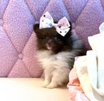 Zeer klein mini teefje pomeranian pomeriaan, Parvo, Overige rassen, 8 tot 15 weken, Teef