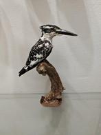 Kleine ijsvogel Taxidermie volledige montage - Ceryle rudis, Nieuw