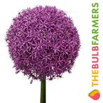 The Bulb Farmers - 6 x Allium Globemaster - paars, Tuin en Terras, Bloembollen en Zaden, Bloembol, Najaar, Verzenden, Volle zon