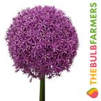 The Bulb Farmers - 6 x Allium Globemaster - paars, Verzenden, Najaar, Volle zon, Bloembol