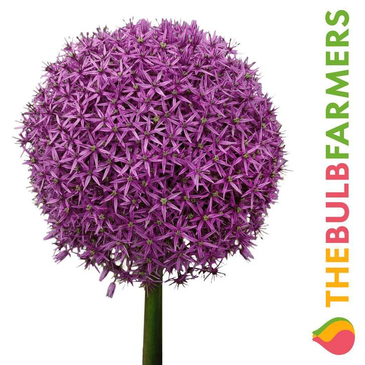 The Bulb Farmers - 6 x Allium Globemaster - paars, Tuin en Terras, Bloembollen en Zaden, Bloembol, Najaar, Volle zon, Verzenden