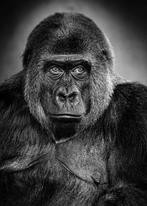 Jeffrey Van Daele - Exit Gorilla #01, Verzamelen