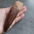 Dinosaurus - Fossiele tand - Spinosaurus aegyptiacus - 150
