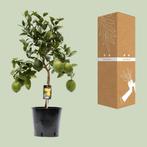 Citrus Lemon - Ø22cm - 80cm, Verzenden, Nieuw