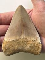Megalodon tand 9,7 cm - Fossiele tand - Carcharocles