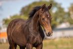 Hengstveulen met super fijn karakter en een top instelling!, Dieren en Toebehoren, Dressuurpaard, 0 tot 2 jaar, Hengst, Ontwormd