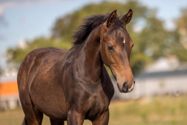 Hengstveulen met super fijn karakter en een top instelling!, Dieren en Toebehoren, Paarden, Met stamboom, Gechipt, Ontwormd, Hengst