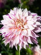 Dahlia Café au Lait Twist (Dahlia’s kopen?), Ophalen of Verzenden