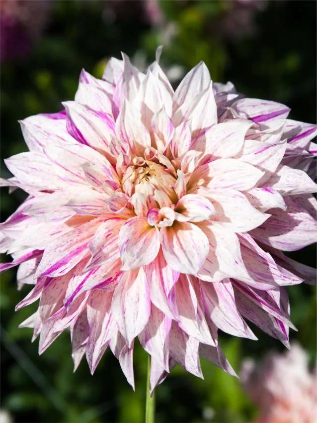 Dahlia Café au Lait Twist (Dahlia’s kopen?), Tuin en Terras, Bloembollen en Zaden, Ophalen of Verzenden
