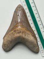 Haai - Fossiele tand - Otodus (Carcharocles) megalodon -, Verzamelen, Mineralen en Fossielen
