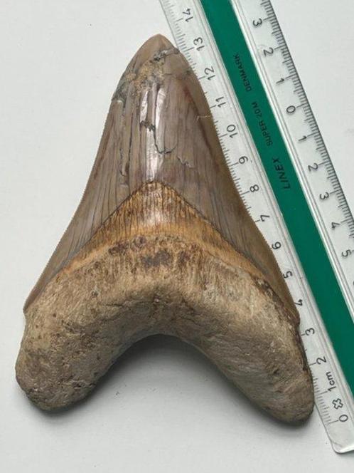 Haai - Fossiele tand - Otodus (Carcharocles) megalodon -, Verzamelen, Mineralen en Fossielen