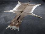 African Donkey skin Taxidermie wandmontage - Equus africanus, Nieuw