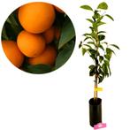 Citrus sinensis Newhall, Verzenden, Volle zon