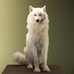 Wolf Wit Taxidermie Opgezette Dieren By Max, Verzamelen, Dierenverzamelingen, Ophalen of Verzenden, Nieuw, Wild dier, Opgezet dier