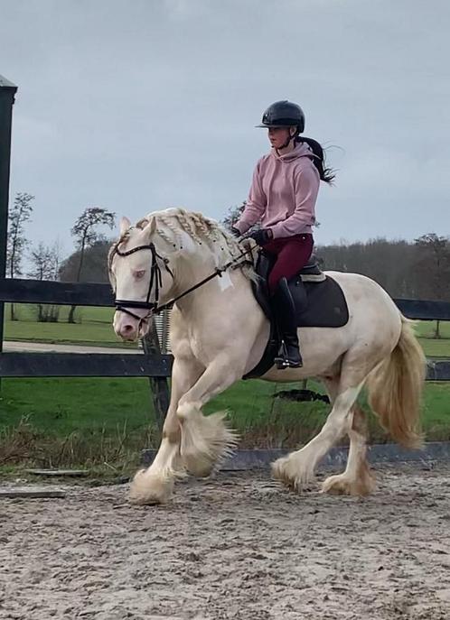 Mooi bonte perlino tinker der dekking, Dieren en Toebehoren, Paarden en Pony's | Dekhengsten en Fokmerries, Hengst