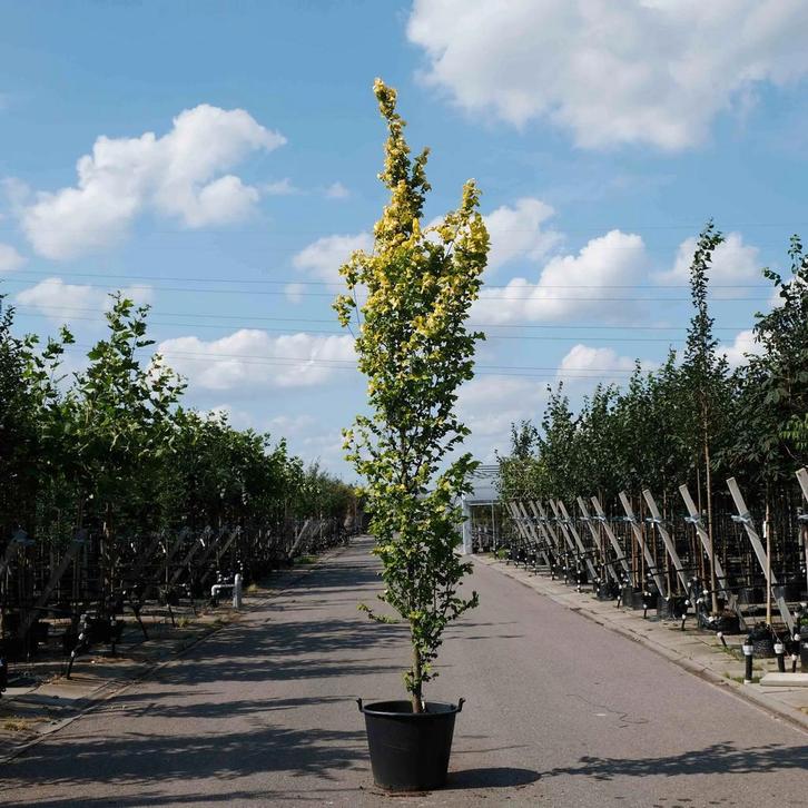 Goudiep (Ulmus hollandica Wredei), Tuin en Terras, Planten | Bomen