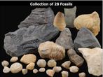 Verzameling van 28 fossielen. Versteende planten,