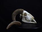 Sheep Skull with large curled horns Bot - Ovis aries - 0 cm, Nieuw