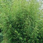 Fargesia robusta Campbell - 60-80 cm, Tuin en Terras, Ophalen of Verzenden