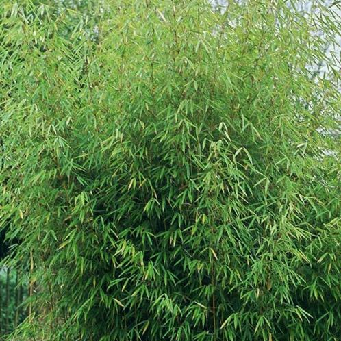Fargesia robusta Campbell - 60-80 cm, Tuin en Terras, Planten | Tuinplanten, Ophalen of Verzenden