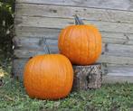 Renegade f1 pmt halloween 250 zaden - halloweenpompoen, Ophalen of Verzenden, Nieuw