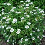 Viburnum opulus Compactum, Ophalen