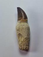 Mosasaurus - Fossiele tand - 12 cm (Zonder Minimumprijs)