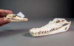 Siamese krokodil Schedel - Crocodylus siamensis Pair (with, Nieuw