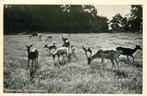 Driebergen-Rijsenburg Hertenkamp, Verzamelen, Ansichtkaarten | Nederland, Verzenden, Gelopen