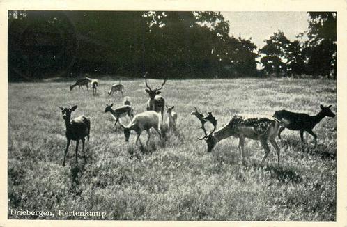 Driebergen-Rijsenburg Hertenkamp, Verzamelen, Ansichtkaarten | Nederland, Gelopen, Verzenden