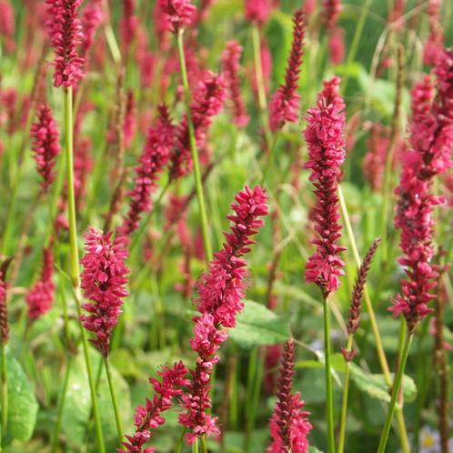 Persicaria a. JS Caliente - Potmaat 9x9 cm, Tuin en Terras, Planten | Tuinplanten, Ophalen of Verzenden