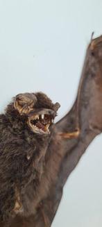 Rare presentation of a museum stabilized exotic bat - not, Nieuw