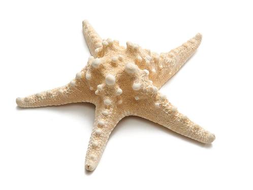 Zeester Philippine gebleekt 8-10 inch. per stuk, Hobby en Vrije tijd, Knutselen, Nieuw, Ophalen of Verzenden